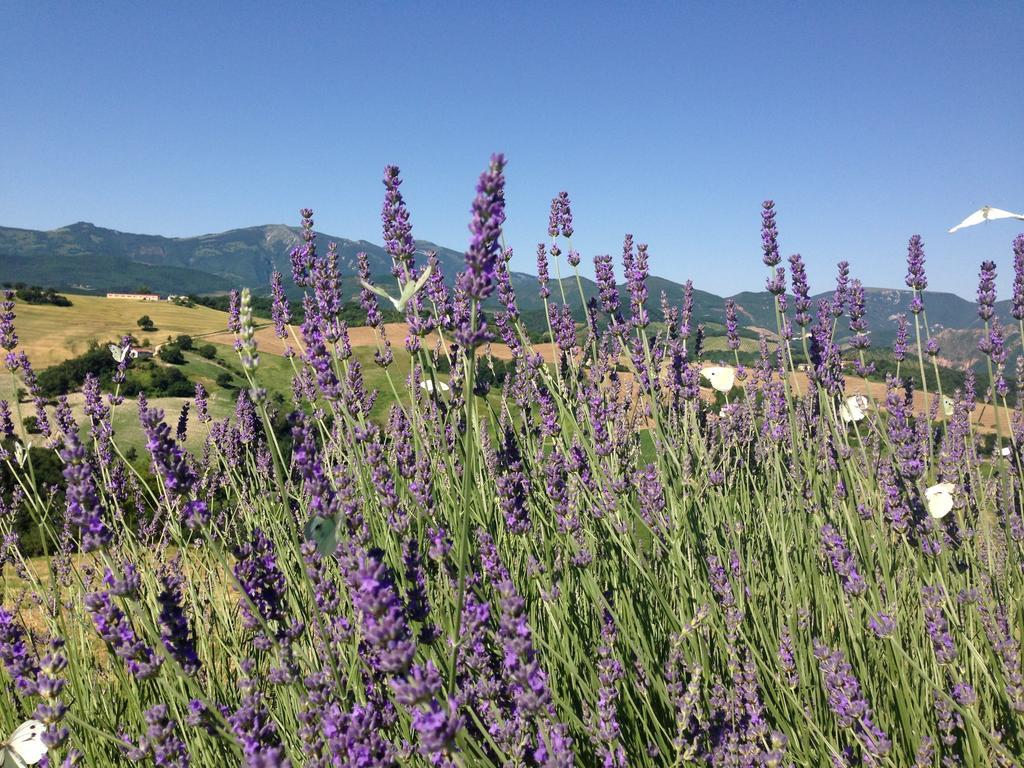 Agriturismo Il Fienile di Cà Battista Cagli Extérieur photo