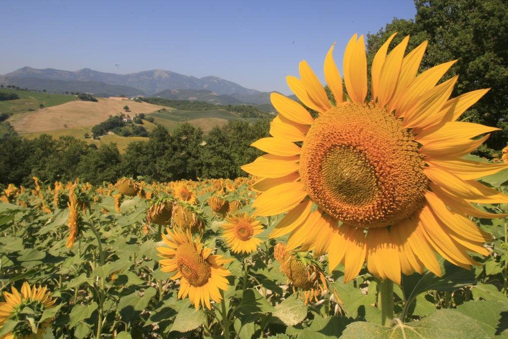 Appartement Agriturismo Il Fienile di Cà Battista à Cagli Extérieur photo